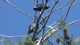Juvenile black vultures, Unexpected Wildlife Refuge photo