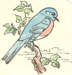 Bluebird drawing by HSB