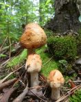Blusher mushrooms 1st day, Unexpected Wildlife Refuge photo