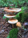 Blusher mushroom, second day, Unexpected Wildlife Refuge photo