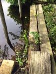 Boardwalk at main pond, Unexpected Wildlife Refuge photo