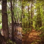 Boundary trail, Unexpected Wildlife Refuge photo