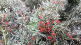 British soldiers lichen in wetlands near Miller House, Unexpected Wildlife Refuge photo