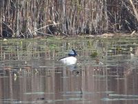 Male bufflehead on main pond, Unexpected Wildlife Refuge photo
