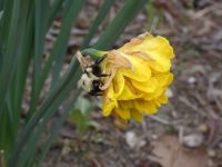 Bumblebee on wild daffodil, Unexpected Wildlife Refuge photo