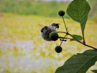 Bumblebees and ant on buttonbush