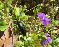 Buttercup oil beetle, Unexpected Wildlife Refuge photo