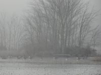 Canada geese in fog