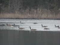 Canada geese swimming amongst ice in main pond, Unexpected Wildlife Refuge photo