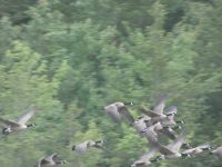 Canada geese in flight over main pond, Unexpected Wildlife Refuge photo