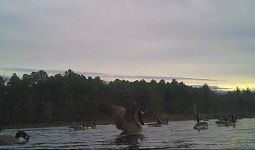 Canada geese on main pond, Unexpected Wildlife Refuge photo