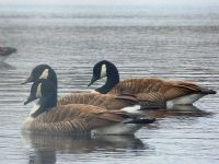 Canada geese on main pond, Unexpected Wildlife Refuge photo