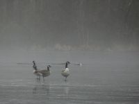 Canada geese on frozen main pond, Unexpected Wildlife Refuge photo