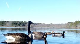 Canada geese and mallards, main pond, by trail camera, Unexpected Wildlife Refuge photo