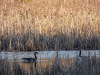 Canada geese in Miller Pond, Unexpected Wildlife Refuge photo
