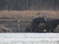 Canada goose and belted kingfisher share the main pond, Unexpected Wildlife Refuge photo