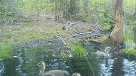 Canada goose family near Wild Goose Blind, Unexpected Wildlife Refuge trail camera photo