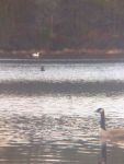 Canada goose and mute swan in main pond, Unexpected Wildlife Refuge photo
