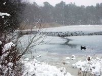 Canada geese in main pond during snow storm, Unexpected Wildlife Refuge photo