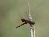 Carolina saddlebags dragonfly