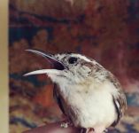 Carolina wren, Unexpected Wildlife Refuge photo