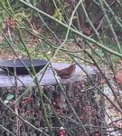 Carolina wren, Unexpected Wildlife Refuge photo