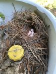 Carolina wren nest with eggs, Unexpected Wildlife Refuge photo