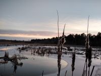 Cattails in Miller Pond at sunset, geese in flight, Unexpected Wildlife Refuge photo