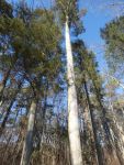 Cedar trees, Unexpected Wildlife Refuge photo