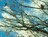 Cedar waxwing and red-tailed hawk, Unexpected Wildlife Refuge photo