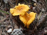 Chantarelle mushrooms