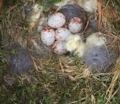 Chickadee nest with eggs, Unexpected Wildlife Refuge photo
