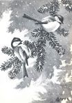 Chickadees drawing by Edmund J Sawyer, father of Refuge co-founder
