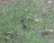 Chipping sparrow, Unexpected Wildlife Refuge photo