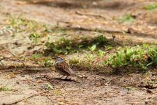 Chipping sparrow