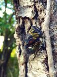 Cicada, Unexpected Wildlife Refuge photo