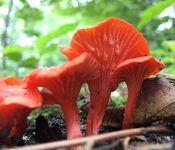 Cinnabar chanterelle fungus, Unexpected Wildlife Refuge photo