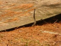 Common garter snake, Unexpected Wildlife Refuge photo