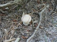 Common puffball mushroom, Unexpected Wildlife Refuge photo