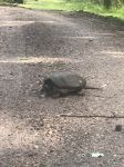 Common snapping turtle looking for nest site