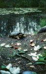 Common snapping turtle, photo by Lorraine Marozzi