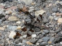 Female common whitetail dragonfly