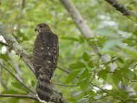 Cooper's hawk, Unexpected Wildlife Refuge photo