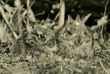 Baby cottontail rabbits, Unexpected Wildlife Refuge