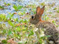 Cottontail rabbit, Unexpected Wildlife Refuge photo