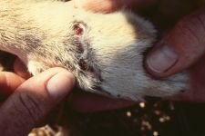 Laceration of coyote foot from 'properly' set leghold trap, photo by Dr Chuck Sedgwick