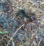 Crayfish, Unexpected Wildlife Refuge photo