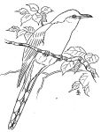 Drawing of cuckoo by Edmund J Sawyer