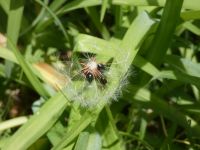 Dandelion cypsela with pollen beetles