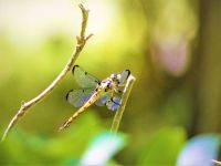 Female great blue skimmer dragonfly